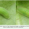 lycaena candens georgia larva3a